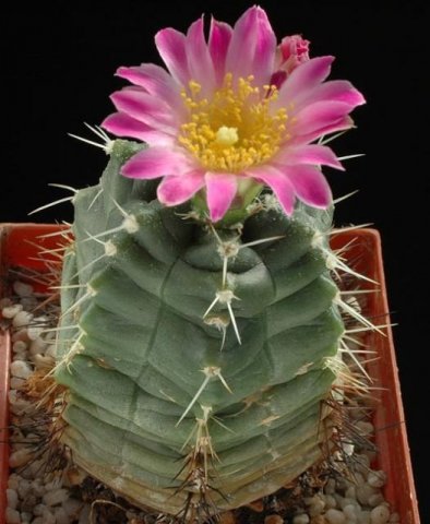 Echinocereus_knippelianus_3